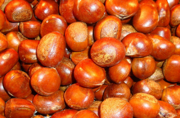 糖炒栗子技術配方怎么做？香甜焦脆有秘訣，新手學會也能炒出老味道！